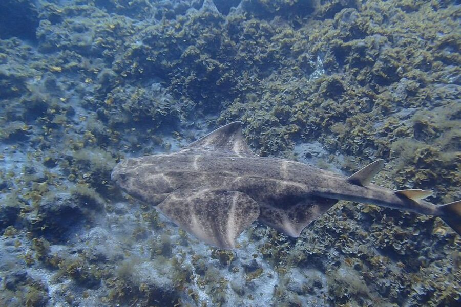 Tenerife: Abades Beach Beginner Diving Experience - Key reasons people love this Abades beginner scuba experience