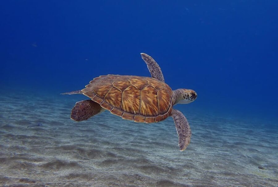 Tenerife: Abades Beach Beginner Diving Experience - Why Abades Is a Smart First-Scuba Spot on Tenerife