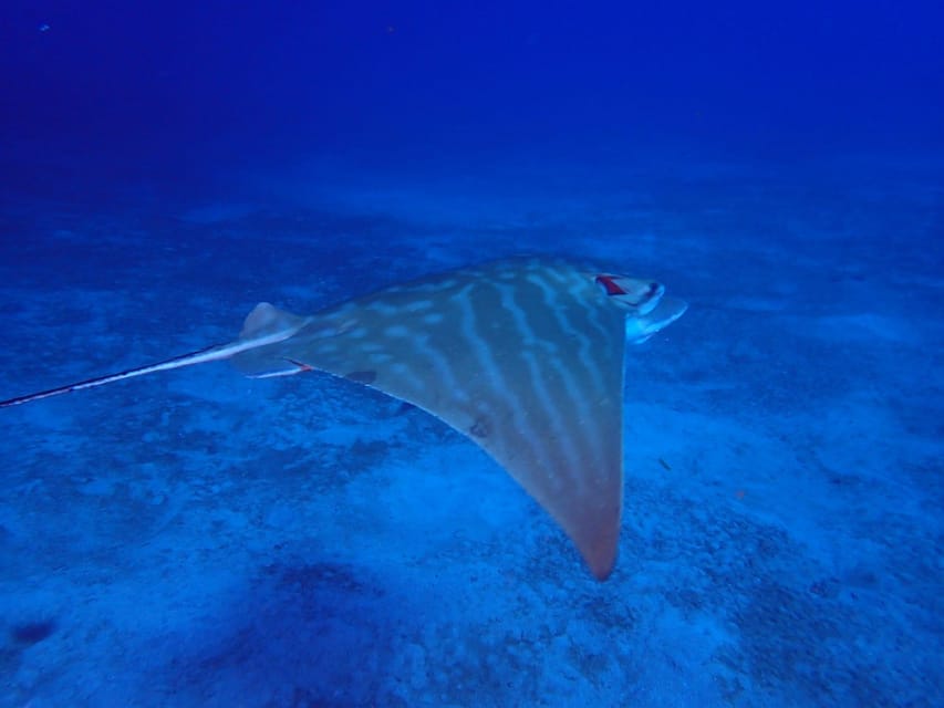Tenerife: Abades Beach Beginner Diving Experience - The Beach Break, Then Snorkeling to Extend the Fun