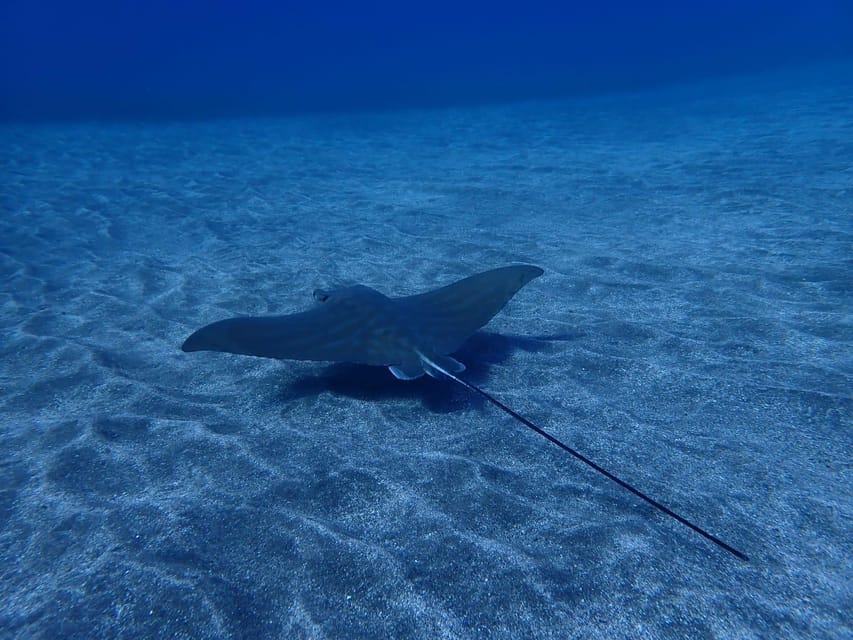 Tenerife: Abades Beach Beginner Diving Experience - Price and Value: What $100 Covers, and What Costs Extra