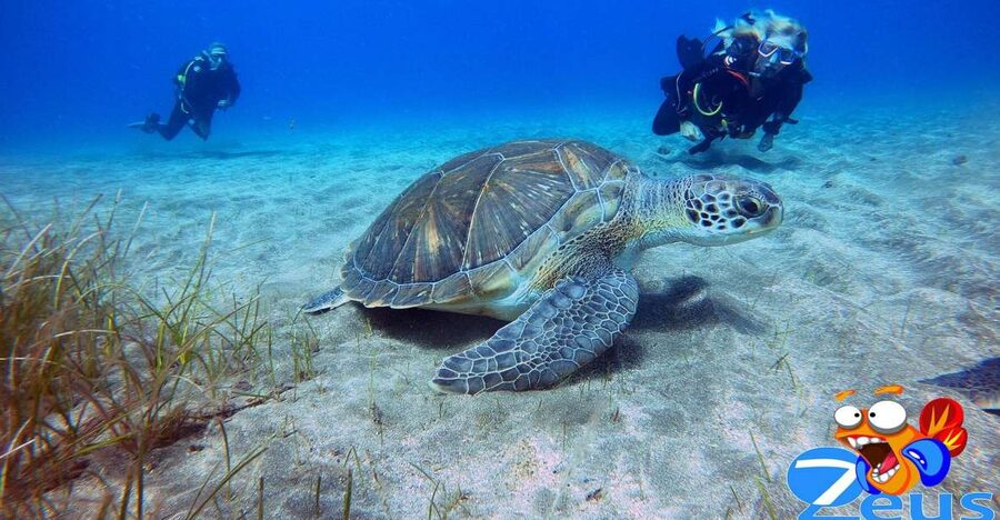 Tenerife: Abades Beach Beginner Diving Experience - Gear, Pickup, and the 3-Hour Timeline