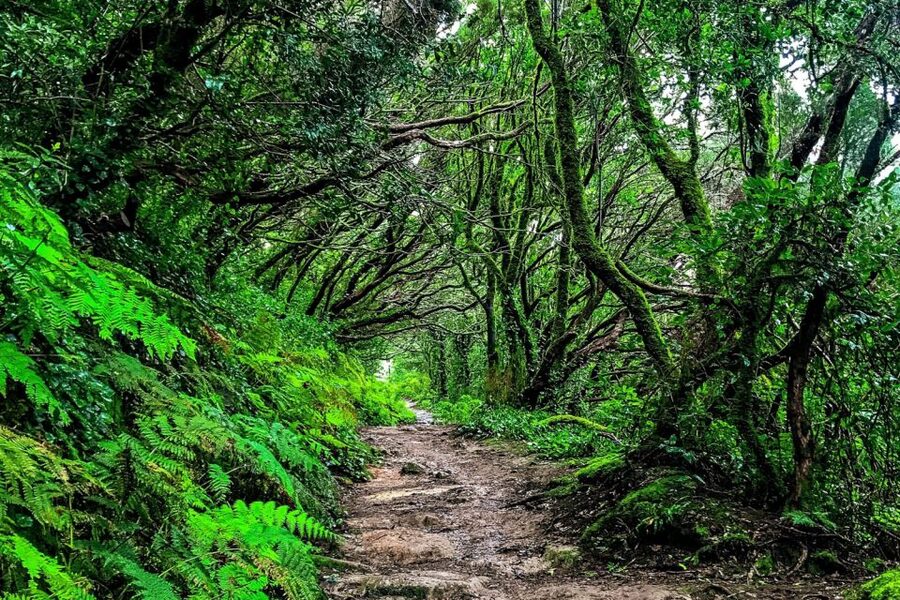 Tenerife: Anaga Rural Park Private Tour - A 10-Minute Viewpoint Stop That’s Worth the Brake