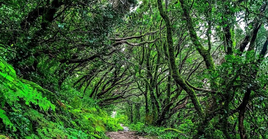 Tenerife: Anaga Rural Park Private Tour - Taganana: North Tenerife’s Quiet Village Life