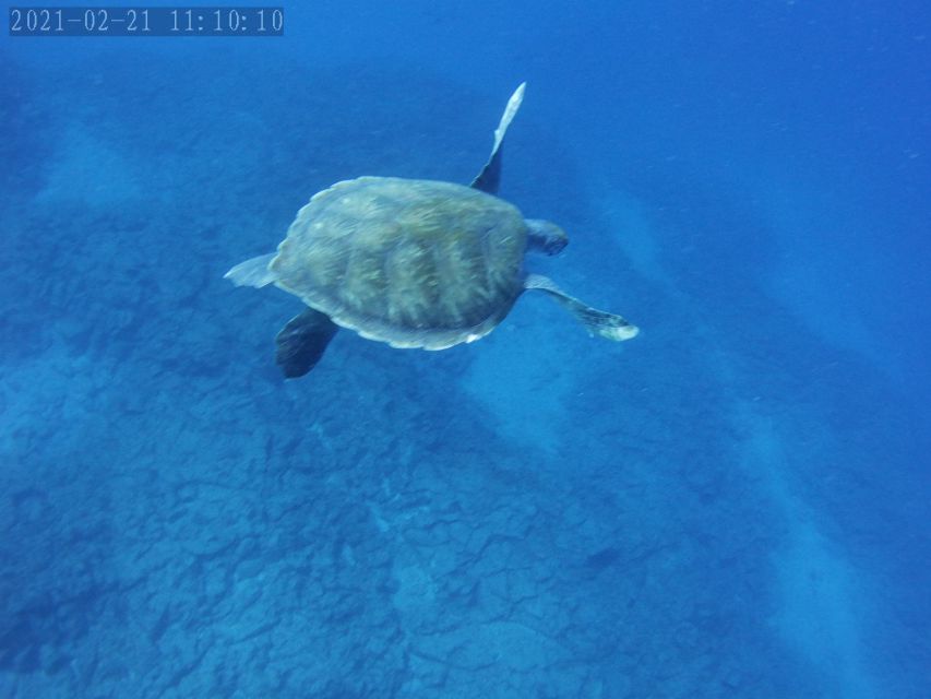 Tenerife: Beginner's Dive at a Spot with Turtle Sightings - Who This Works Best For (And Who Should Skip It)