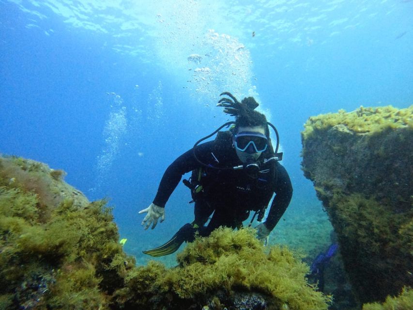 Tenerife: Beginner's Dive at a Spot with Turtle Sightings - Wildlife Chances: Morays, Rays, Octopus, Cuttlefish, and Sea Turtles