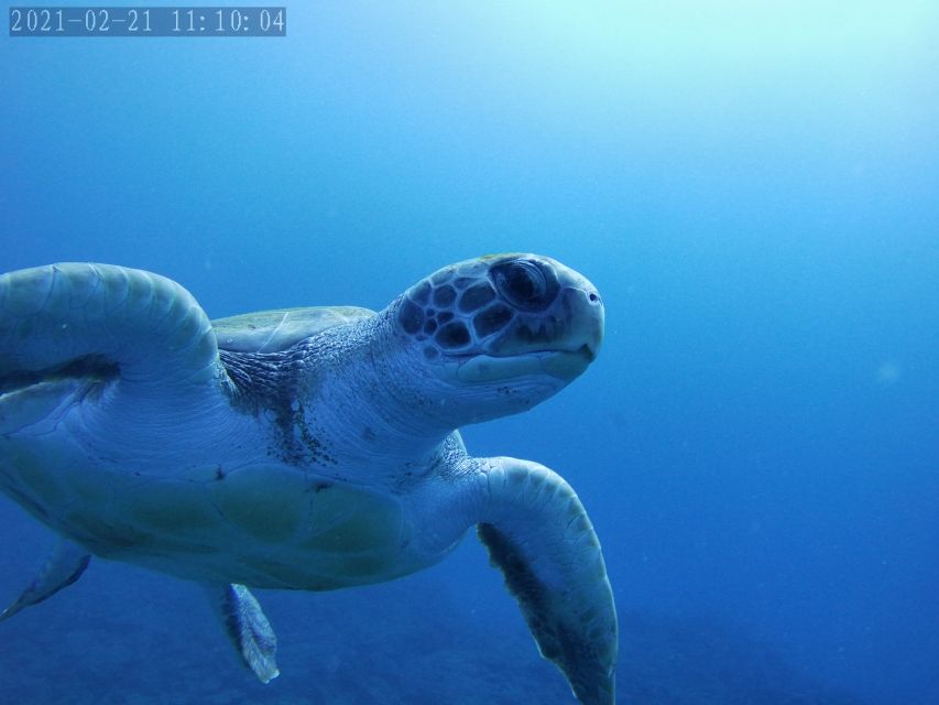 Tenerife: Beginner's Dive at a Spot with Turtle Sightings - Price and Value: Why $82 Can Feel Reasonable Here