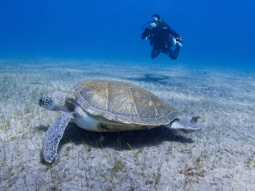 Tenerife: Beginner Scuba Diving Experience with Pickup - Key things to know before you go