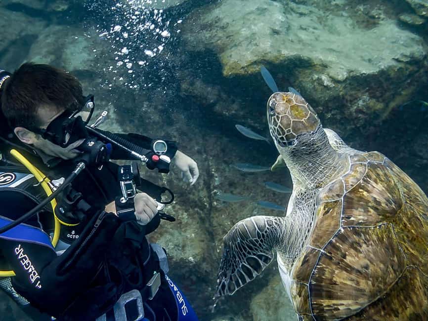 Tenerife: Beginner Scuba Diving Experience with Pickup - How the 3-Hour beginner scuba plan really plays out in El Fraile