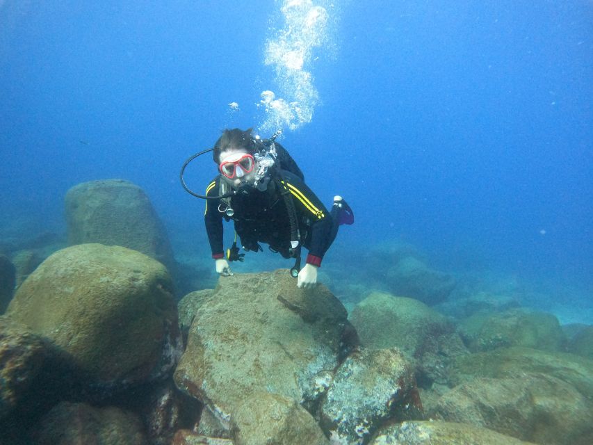 Tenerife: Beginners Scuba Dive Experience in Turtle Area - Key highlights worth your attention