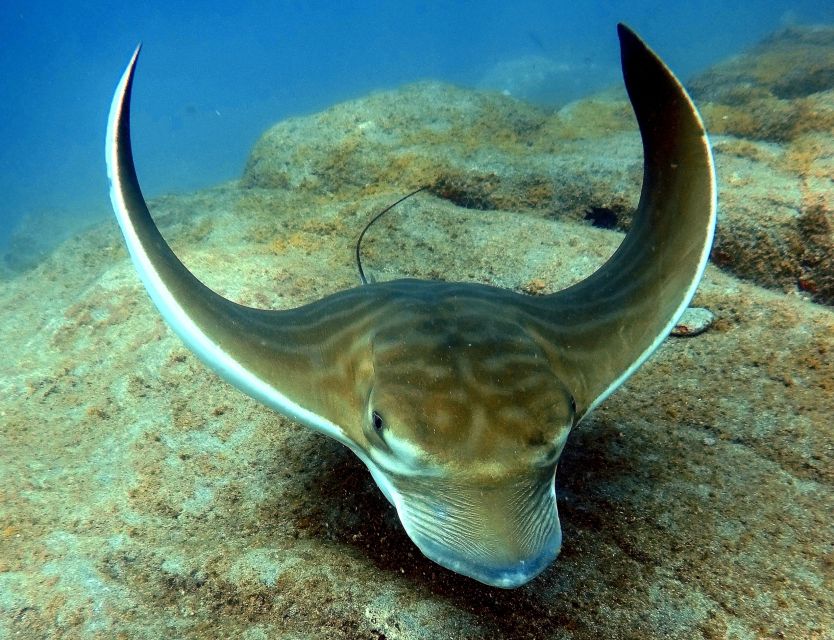 Tenerife: Beginners Scuba Dive Experience in Turtle Area - Who should book this, and who should skip it
