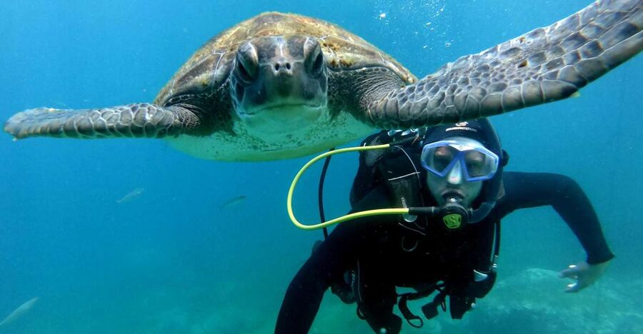 Tenerife: Beginners Scuba Dive Experience in Turtle Area - Why Costa Adeje works so well for your first scuba try