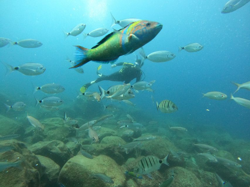 Tenerife: Beginners Scuba Dive Experience in Turtle Area - Speedboat to the turtle area: the views start before you reach the site