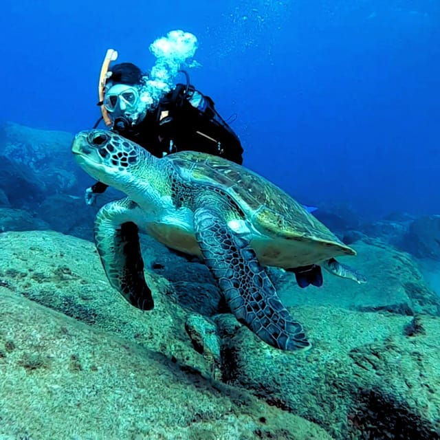 Tenerife: Beginners Scuba Dive Experience in Turtle Area - Snorkeling safari: your second chance to see turtles, rays, and fish
