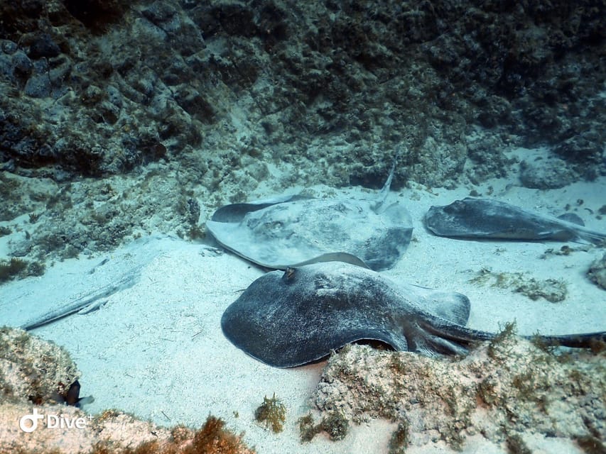 Tenerife: Beginners Scuba Dive Experience in Turtle Area - Price and value: what $85 buys you (and what it does not)