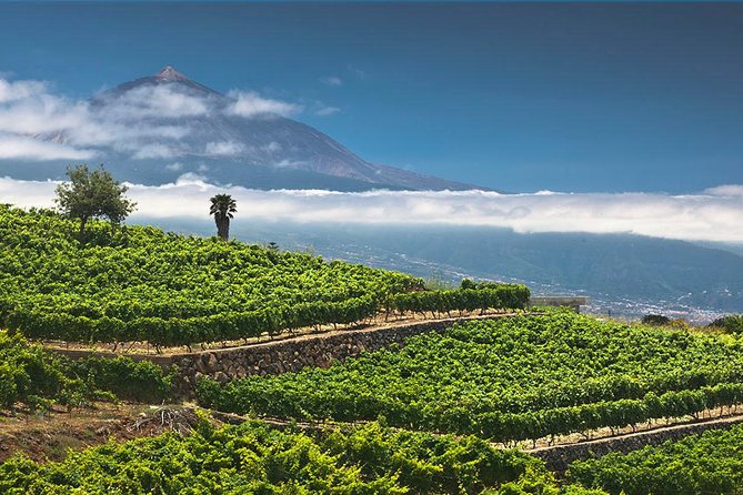 Tenerife Bodegas Monje Winery Tour with Wine and Cheese Tasting - Getting there from Tenerife towns: El Sauzal meeting point