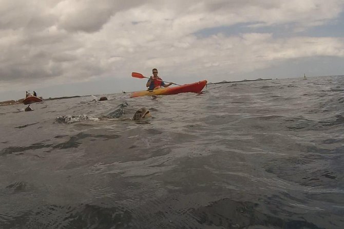 Tenerife by Kayak Adventure in small group - Why this kayak and snorkel combo works so well in Tenerife