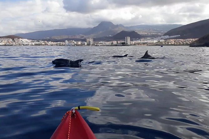 Tenerife by Kayak Adventure in small group - What the guide does with dolphins and turtles, and why it feels more certain
