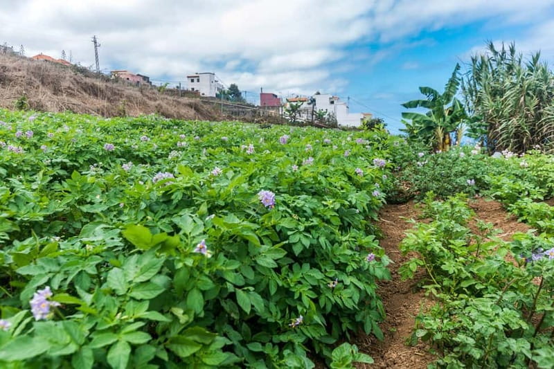 Tenerife: Canary History and Color Potatoes - Entering Icod el Alto: why this 2-hour tour feels like a real local day