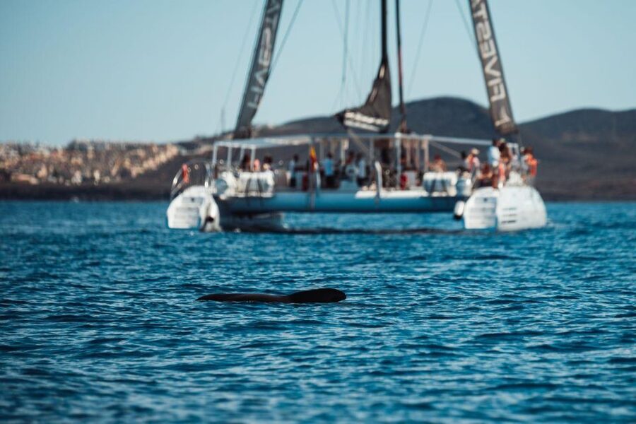 Tenerife: Catamaran Cruise with Brunch and Unlimited Drinks - The sea part that actually delivers: whales, dolphins, turtles, and your swim stop