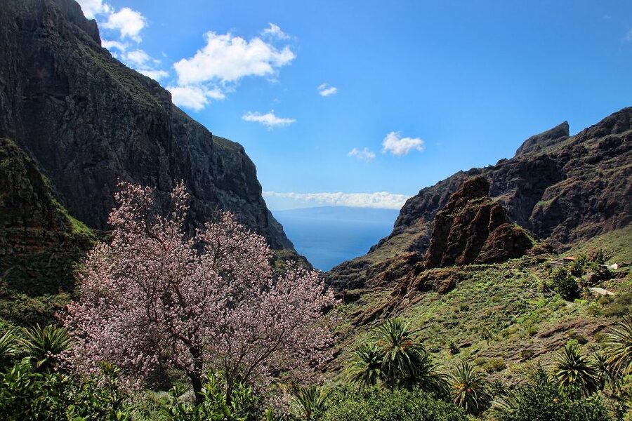 Tenerife: Complete Island Tour with Masca - The Big Picture Timing: How to Feel in Control on a 9-Hour Loop