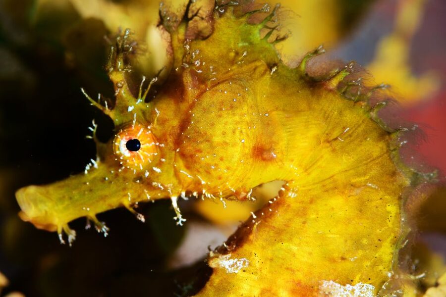 Tenerife: Discover Scuba Diving with Free Photos - The deeper part, up to 12 meters, and why it feels epic