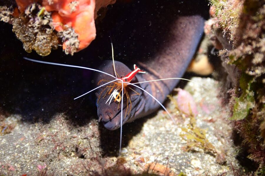 Tenerife: Discover Scuba Diving with Free Photos - Price and what $105 includes for real value