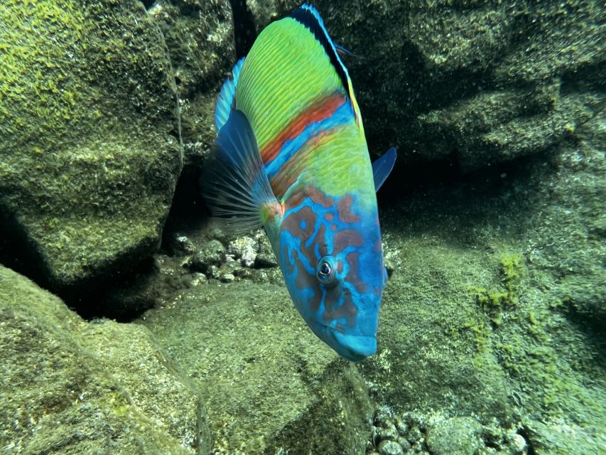 Tenerife : Diving License international in one day - A One-Day Scuba Certification by the Beach in Abades, Tenerife
