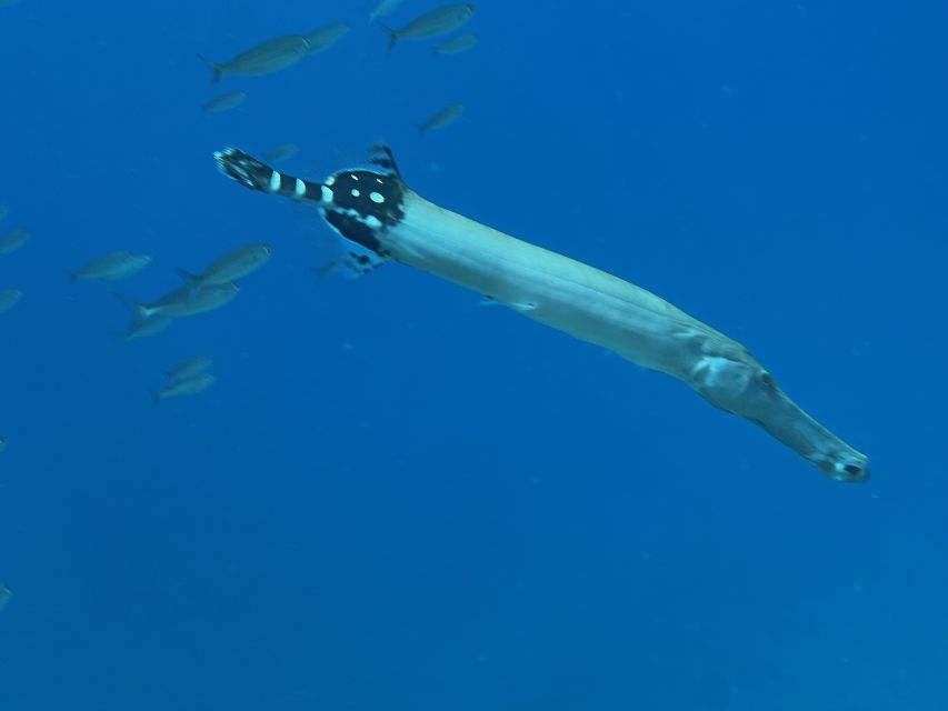 Tenerife : Diving License international in one day - What You’ll Learn: Safety, Buoyancy, Equalizing, and Respect for Nature