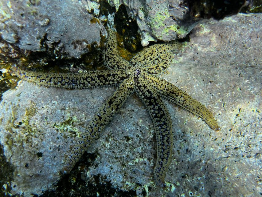 Tenerife : Diving License international in one day - The 4-Hour Flow: Sand Practice, Water Skills, and Two Underwater Sessions