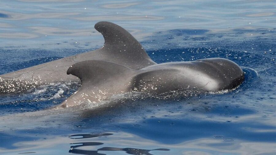 Tenerife: Eco-Yacht Whale and Dolphin Watching and Swimming - The Travelin Lady, built for whale watching not for show
