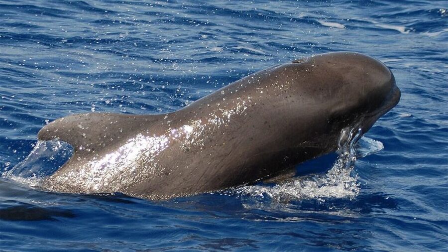 Tenerife: Eco-Yacht Whale and Dolphin Watching and Swimming - Whale watching with less noise, less chase, more respect