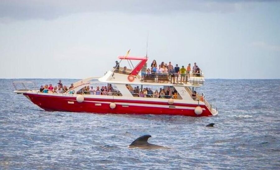 Tenerife: Eco-Yacht Whale and Dolphin Watching and Swimming - Cave of Love views, why this moment works on the same day