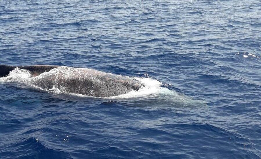 Tenerife: Eco-Yacht Whale and Dolphin Watching and Swimming - The swim and snorkel stop, what’s included and what to bring