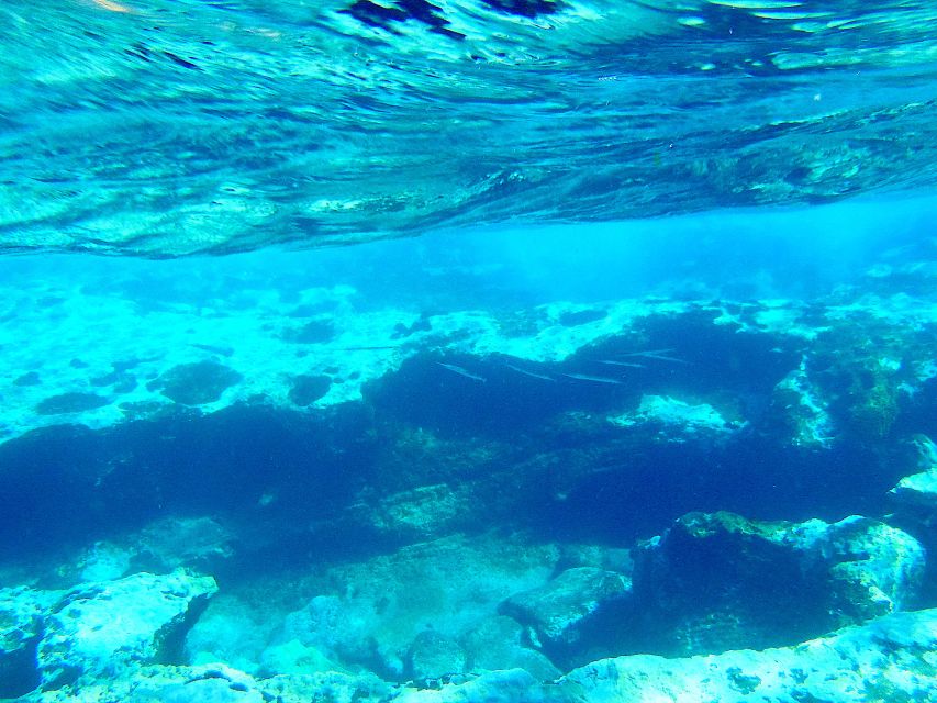 Tenerife Exclusive Snorkeling Trip with Marine Biologist - Why a marine biologist makes Tenerife snorkeling feel different
