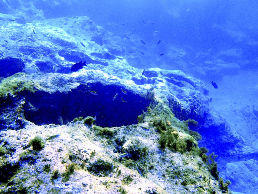 Tenerife Exclusive Snorkeling Trip with Marine Biologist - What you’ll see underwater, and how to spot it without stress