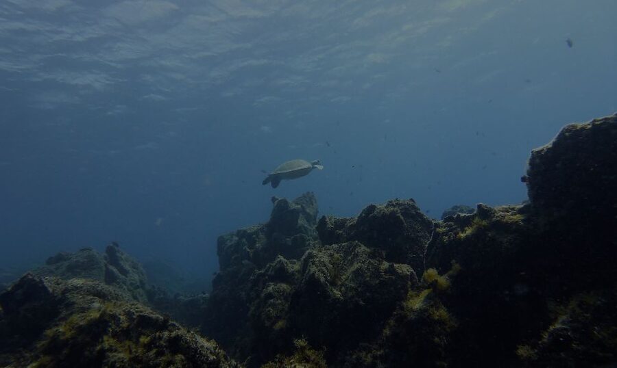 Tenerife Exclusive Snorkeling Trip with Marine Biologist - Languages, pace, and safety feel