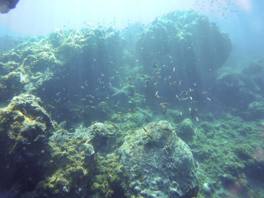 Tenerife Exclusive Snorkeling Trip with Marine Biologist - The 3-hour rhythm: gear up, brief, then follow the best sea conditions
