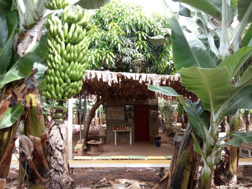Tenerife: Finca Las Margaritas Banana Plantation Experience - Finca Las Margaritas, a Tenerife banana visit with real flavor