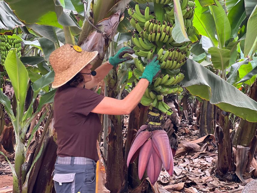 Tenerife: Finca Las Margaritas Banana Plantation Experience - What you see and learn as you walk the banana paths