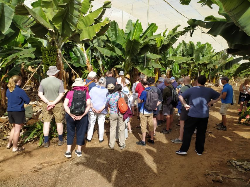 Tenerife: Finca Las Margaritas Banana Plantation Experience - The Gofio moment, and why it adds depth to a banana tour