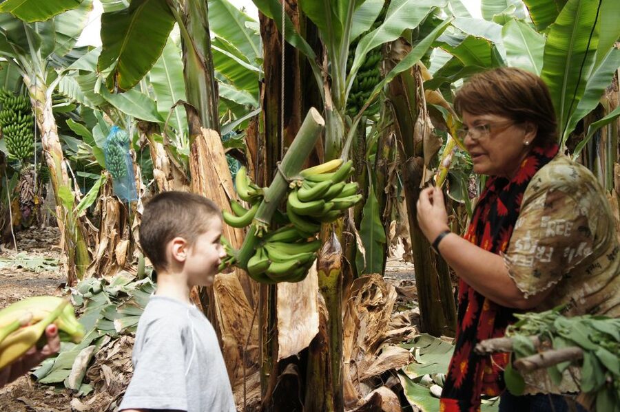 Tenerife: Finca Las Margaritas Banana Plantation Experience - Choosing guided or self-guided, and how the experience really plays