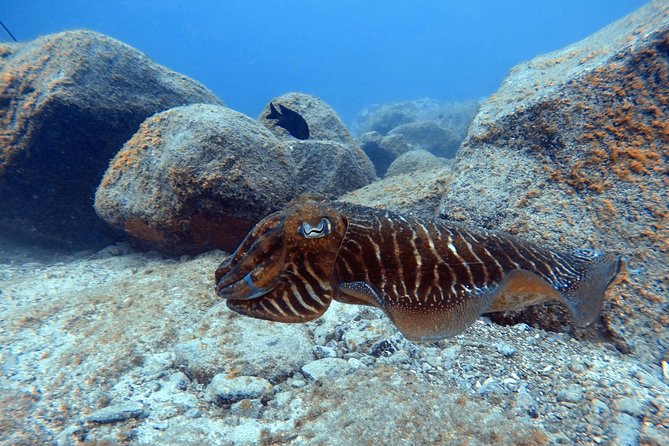 Tenerife First Time Scuba Dive – Turtle Habitat, Small Groups - Gear, wetsuit, water, insurance, and what you might want to buy later