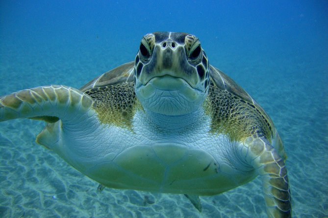 Tenerife First Time Scuba Dive – Turtle Habitat, Small Groups - Turtle habitat expectations, marine life variety, and sea conditions