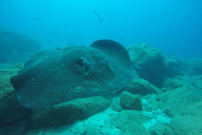 Tenerife First Time Scuba Dive – Turtle Habitat, Small Groups - Price and value, the real math behind the $90.70