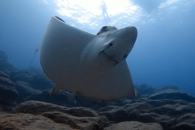 Tenerife First Time Scuba Dive – Turtle Habitat, Small Groups - Who can join, plus the key limits you should not ignore