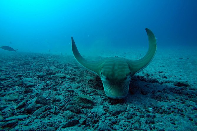 Tenerife First Time Scuba Dive – Turtle Habitat, Small Groups - Instructor attention, small groups, and that calm first-depth feeling
