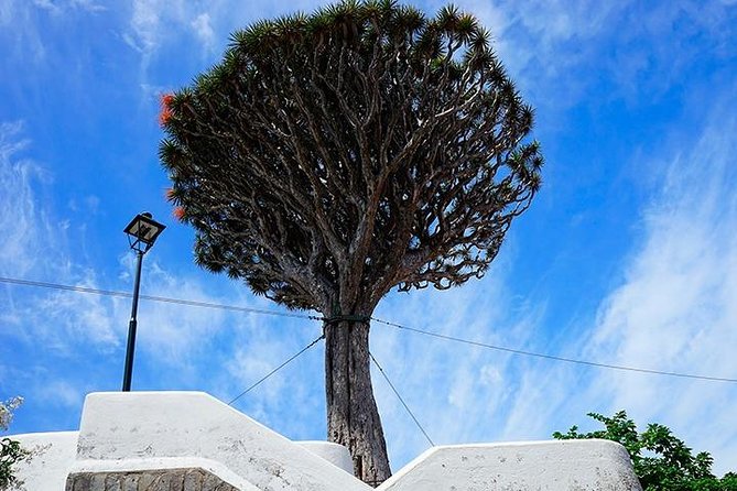 Tenerife Full Island Tour - Price and Value: Why $65.17 Can Make Sense