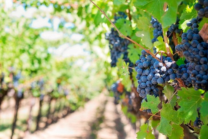 Tenerife Gastronomy Tour with Two Winery Visits and 4-Course Lunch - San Cristóbal de La Laguna: the historic center stop you should use well
