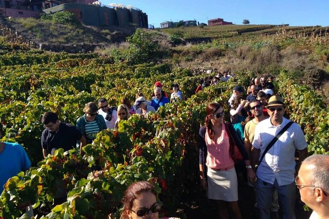 Tenerife Gastronomy Tour with Two Winery Visits and 4-Course Lunch - Bodegas Monje: where the lunch and ocean views do the heavy lifting