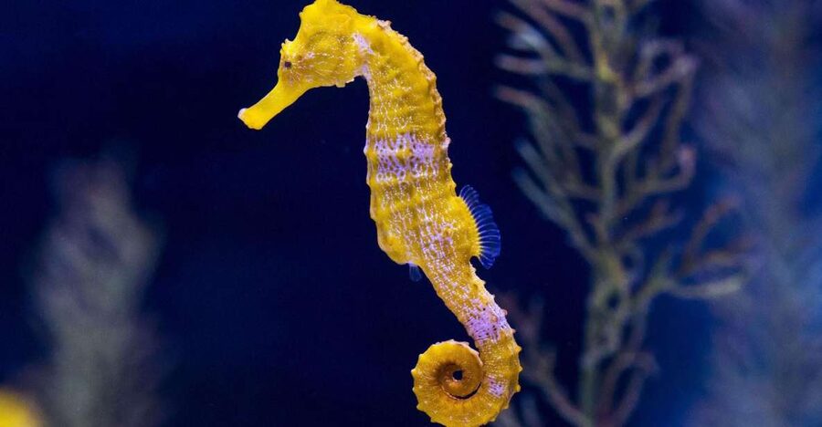 Tenerife: Gran Canaria Full-Day Guided Tour with Aquarium - Who should book this tour, and who should pass?